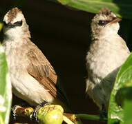 Yellow-vented Bulbul