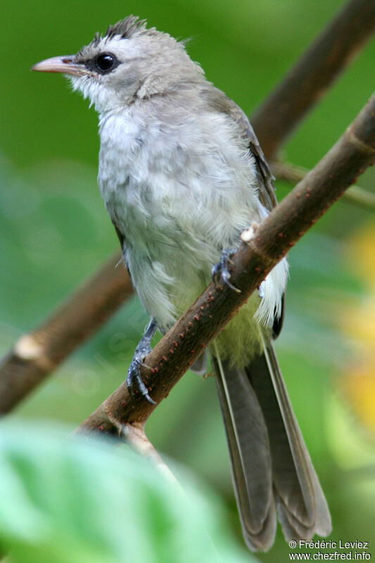 Yellow-vented Bulbuladult