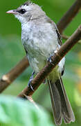 Yellow-vented Bulbul