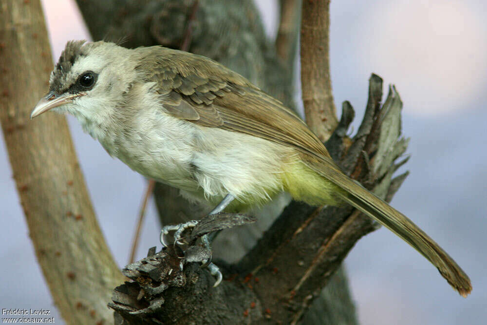 Bulbul goiavieradulte, identification