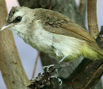 Yellow-vented Bulbul