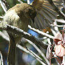 Bulbul importun