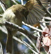 Sombre Greenbul