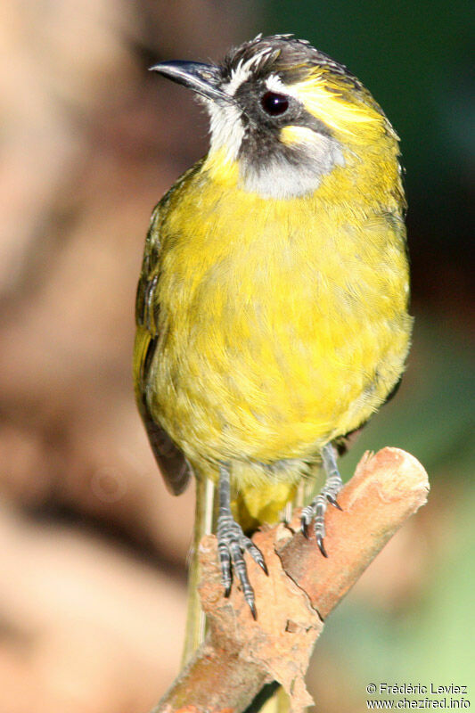 Bulbul oreillardadulte, identification