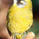 Bulbul oreillard