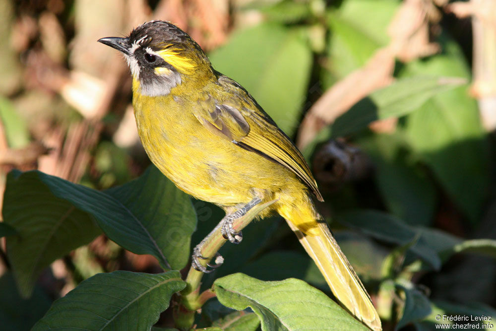 Bulbul oreillardadulte, identification