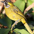 Bulbul oreillard