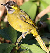 Yellow-eared Bulbul