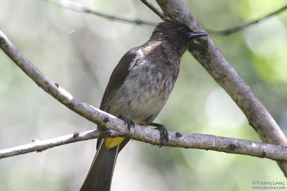 Bulbul tricoloreadulte