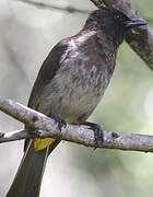 Dark-capped Bulbul