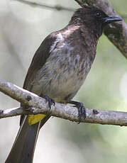 Bulbul tricolore