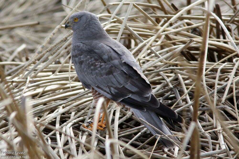 Cinereous Harrier male adult