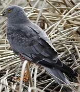 Cinereous Harrier