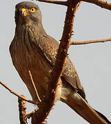 Grasshopper Buzzard