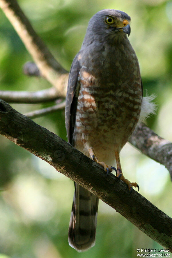 Roadside Hawkadult