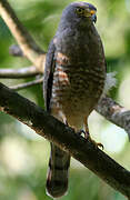 Roadside Hawk