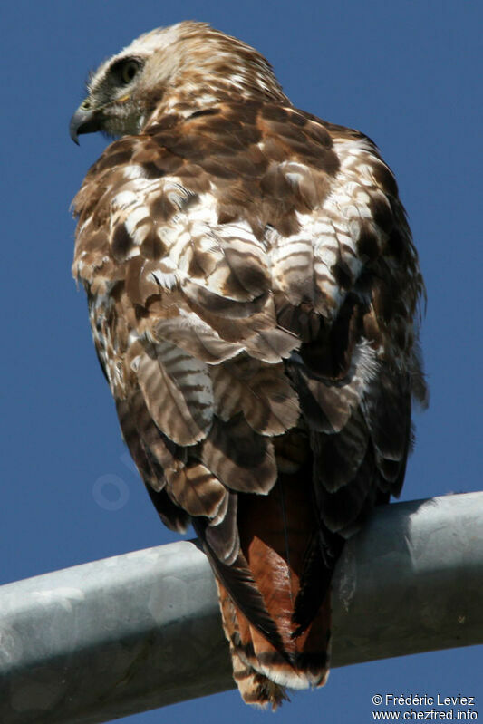 Red-tailed Hawk, identification