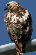 Red-tailed Hawk