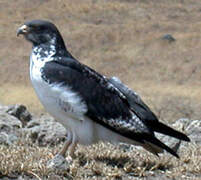 Augur Buzzard