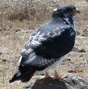 Augur Buzzard