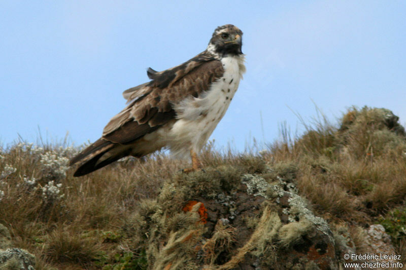 Augur Buzzard