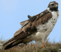 Augur Buzzard