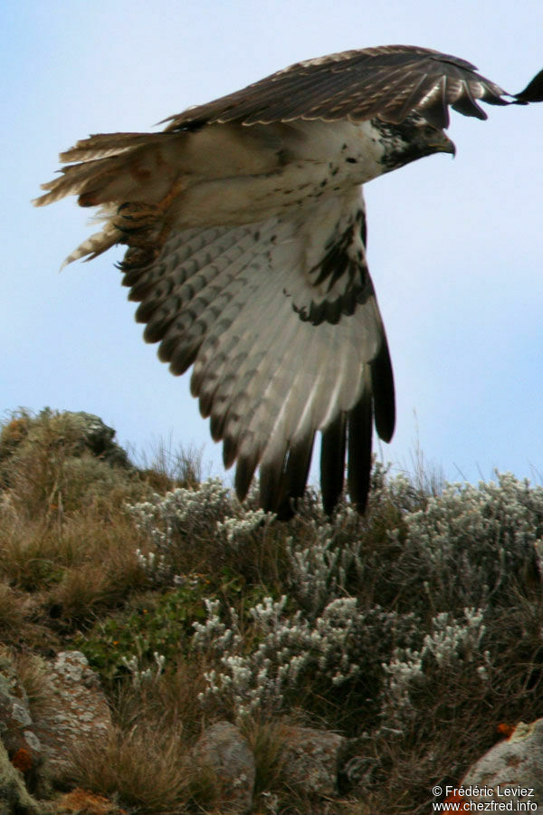 Augur Buzzard