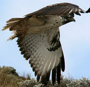 Augur Buzzard