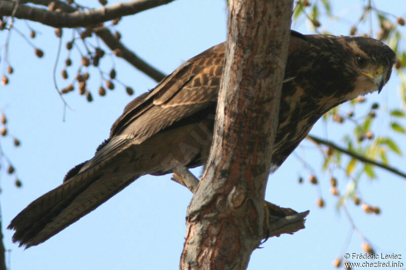 Harris's Hawkjuvenile