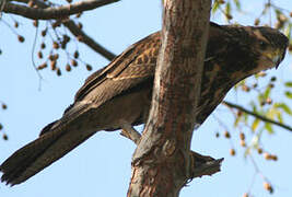 Harris's Hawk