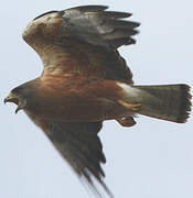 Swainson's Hawk