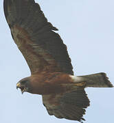 Swainson's Hawk