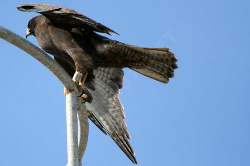 Galapagos Hawkadult