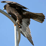 Galapagos Hawk