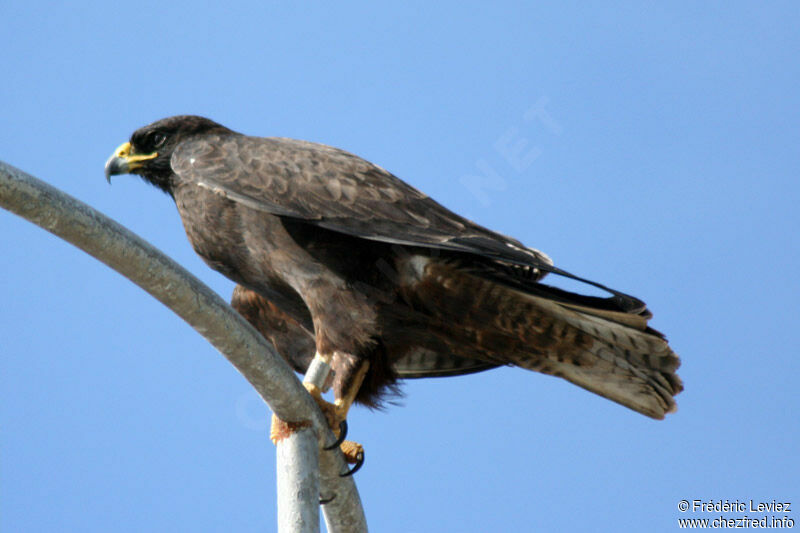 Galapagos Hawkadult