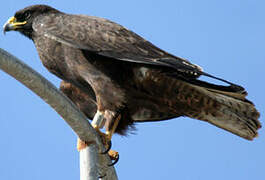 Galapagos Hawk