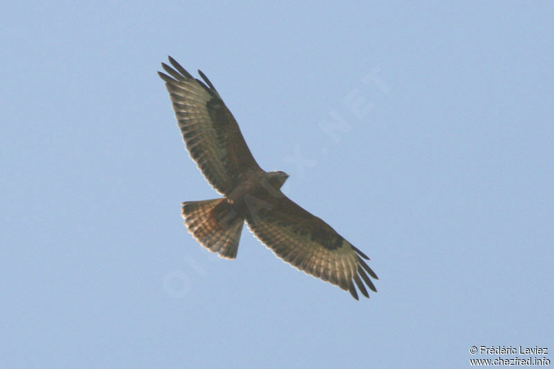 Common Buzzard (vulpinus)