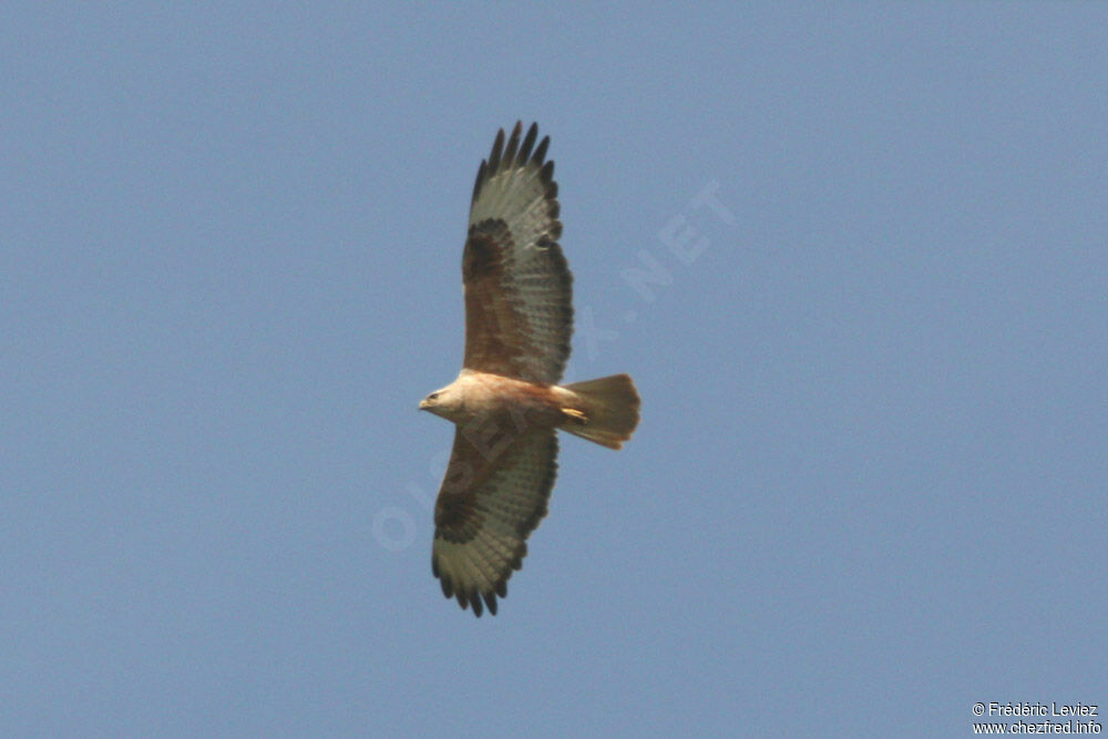 Long-legged Buzzardadult, Flight