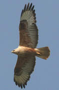 Long-legged Buzzard