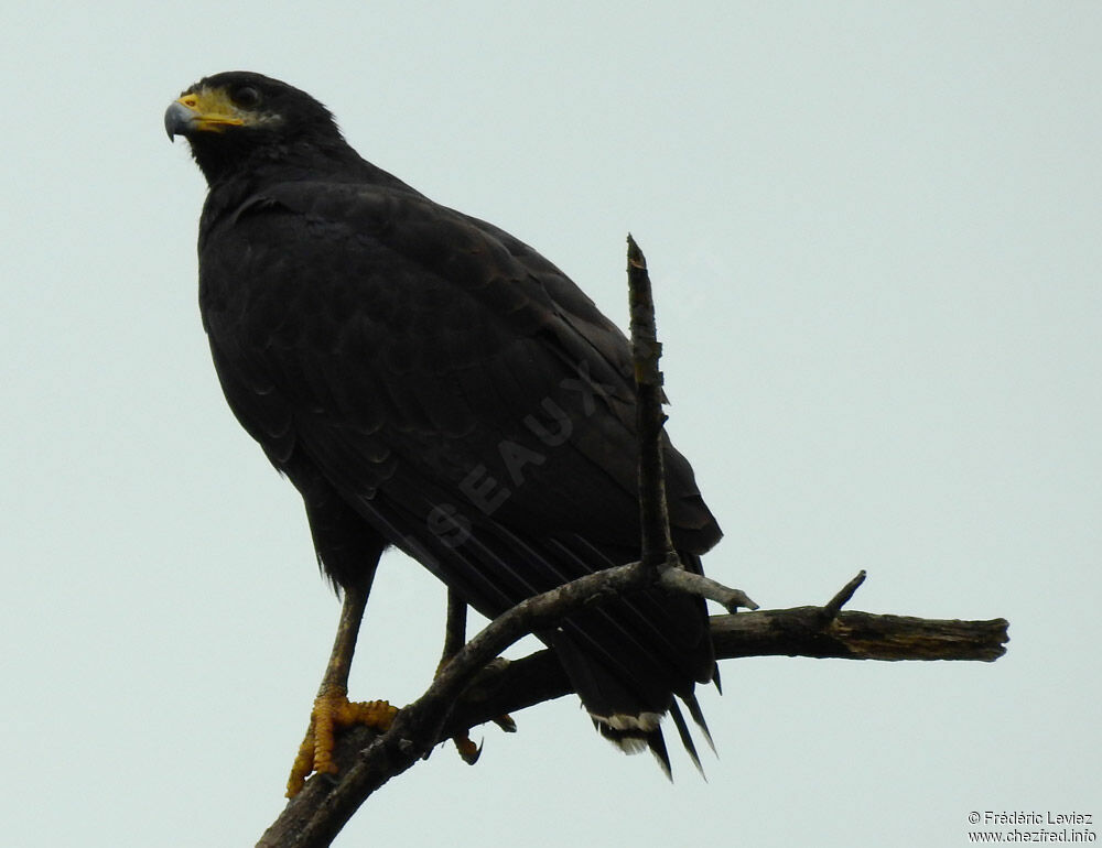 Common Black Hawk