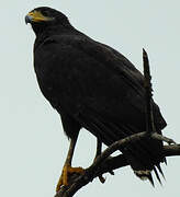 Common Black Hawk