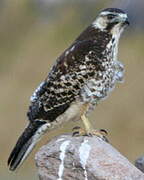 Variable Hawk