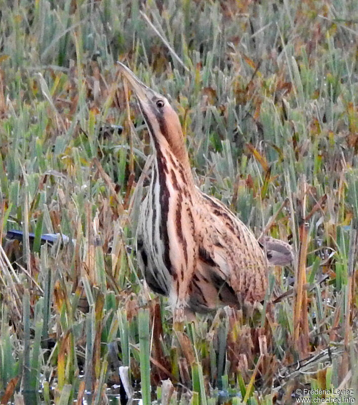 Butor étoilé, identification, portrait