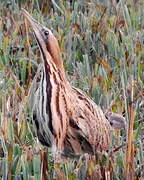 Eurasian Bittern