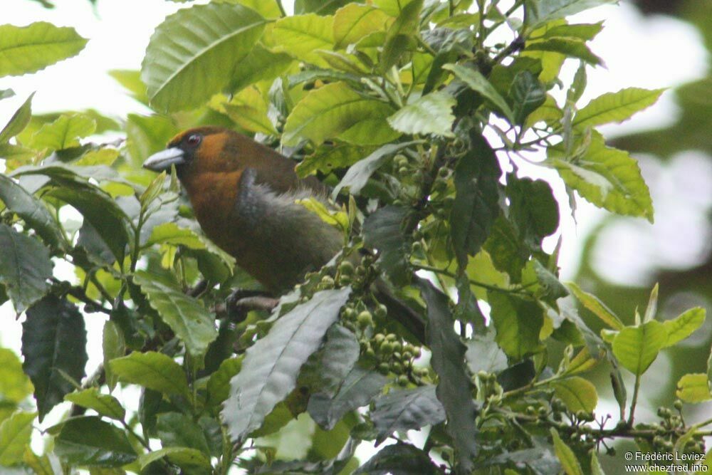 Prong-billed Barbetadult, identification