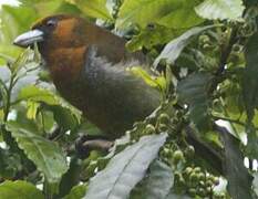 Prong-billed Barbet