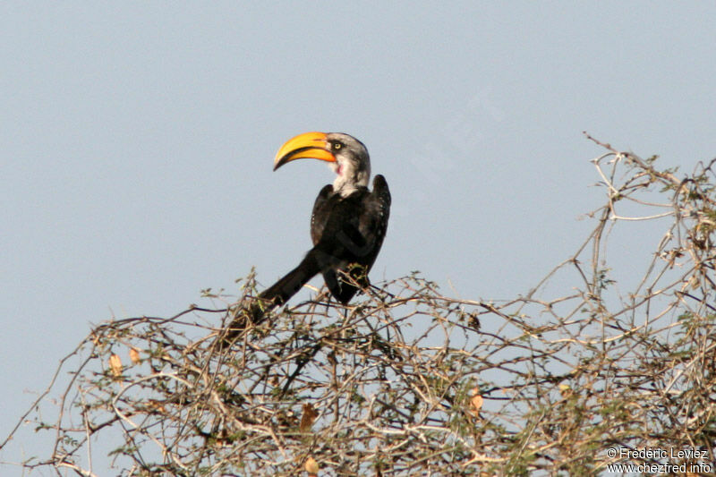 Eastern Yellow-billed Hornbilladult