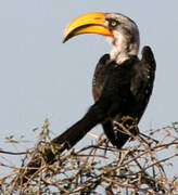 Eastern Yellow-billed Hornbill