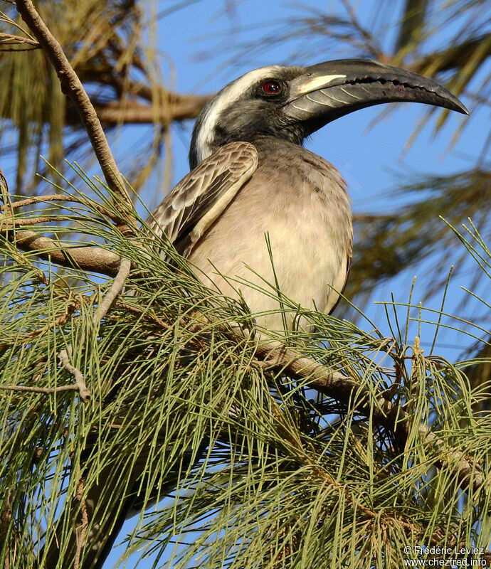 African Grey Hornbill male adult, identification, close-up portrait