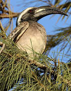 African Grey Hornbill